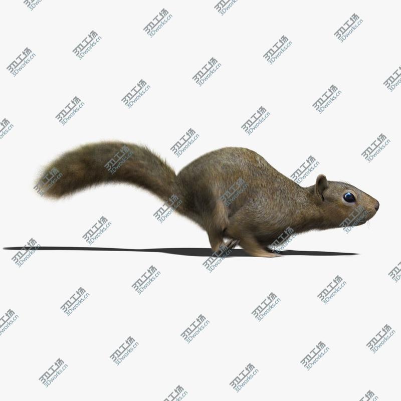 images/goods_img/202104023/Squirrel (ANIMATED) (FUR)/1.jpg